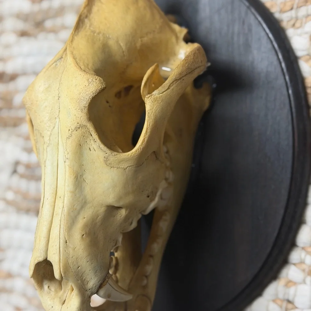 Tan Animal Skull on Black Plaque for Reptile Habitats